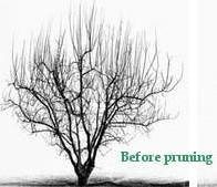 Open Center Pruning Before