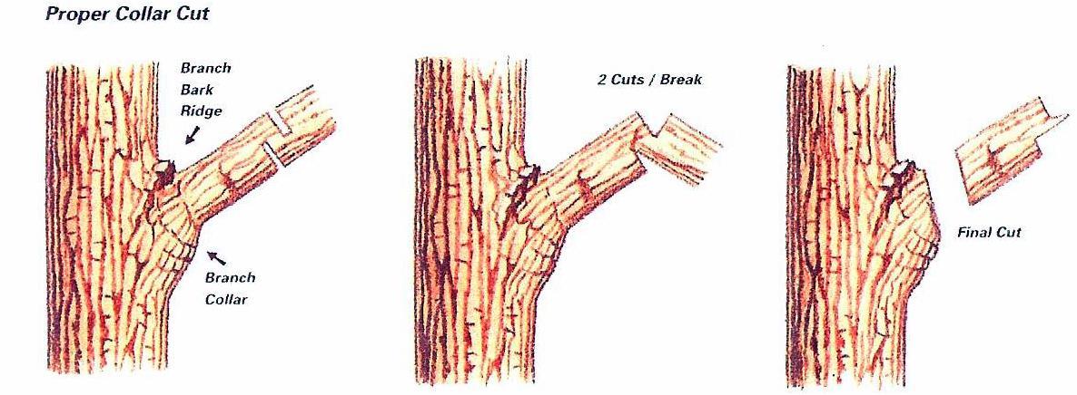 Three-Point Cut Pruning